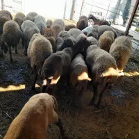 فروش بز گوسفند نژاد همو هترو