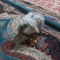 خرگوش لوپ