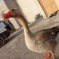 غاز|حیوانات مزرعه|تهران, میدان ولیعصر|دیوار