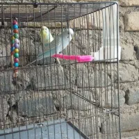 مرغ عشق|پرنده|شیروان (خراسان), |دیوار