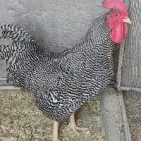مرغ‌خروس