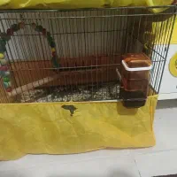 طوطی برزیلی مولد و یک ماده تک|پرنده|فردیس, فرامرزیه|دیوار