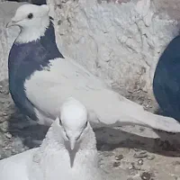 کبوتر کله ای وطوقی