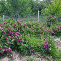 فروش-باغ