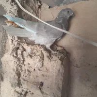 کبوتر|پرنده|قم, نخودی|دیوار