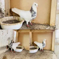 طوقی هفترنگ پشت هفترنگ دم سفید|پرنده|مشهد, شهرک صنعتی توس|دیوار