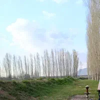 سالن-قارچ