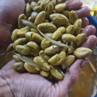 فروش عمده زیتون درجه یک طارم