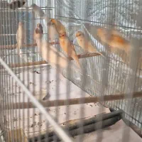 ۵۰تا قناری|پرنده|قم, در بهشت|دیوار