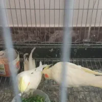 فروش جوجه عروس هلندی|پرنده|محلات, |دیوار