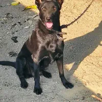 سگ مالینیوز