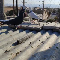 کفتر|پرنده|شیراز, بازار|دیوار