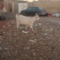 دوعدد بز سان ویک عدد بز محلی