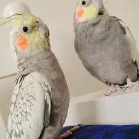 دو جفت عروس هلندی مولد