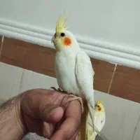 جوجه عروس چلوندنی|پرنده|زهک, |دیوار