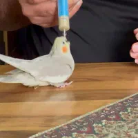 پرنده /طوطی عروس|پرنده|آمل, |دیوار