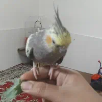 جفت عروس هلندی تخم‌ گذار|پرنده|اهواز, منبع اب|دیوار