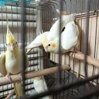 عروس هلندی|پرنده|قم, بنیاد|دیوار