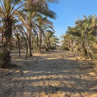 فروش زمین کشاورزی به همراه نخلستان اطراف محمدصالحی|فروش دفتر صنعتی، کشاورزی، تجاری|بندر گناوه, |دیوار
