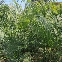 فروش پالم زمینی