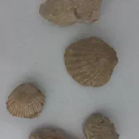 فسیل صدف و سنگ چخماق یا آتشی