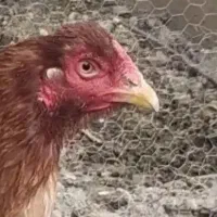 مرغ|حیوانات مزرعه|بروجرد, |دیوار