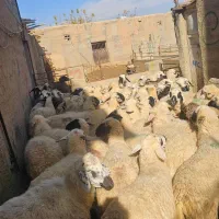 میش عراقی داشتی