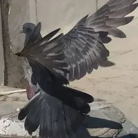 کبوتر پرشی به شرط قیمت مناسب