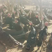 جوجه بوقلمون|حیوانات مزرعه|نیشابور, ریوند|دیوار