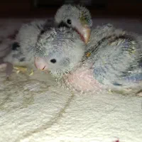 راهب|پرنده|هشتگرد, گلسار|دیوار