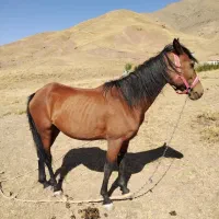 اسب مادیان|اسب و تجهیزات اسب‌سواری|هشتگرد, هیو|دیوار