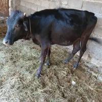 گاوگوساله سرحال گوشتی وبرای داشتی جنس خوب