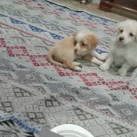 سگ پودل و ترییر