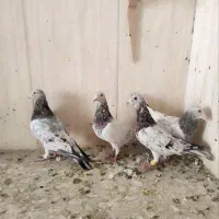 ۴ تا سار هفرنگ هوایی