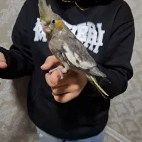 ۲ عدد عروس هلندی یک ماه دون خور