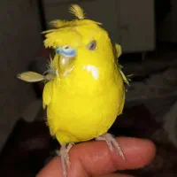 مرغ عشق کاکلی سخنگو 20کلمه معاوضه با قناری مولد|پرنده|تبریز, |دیوار