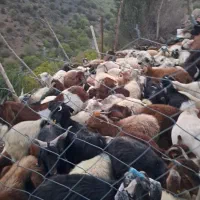 فروش انواع کر چاق وسرحدی|حیوانات مزرعه|درب بهشت, |دیوار