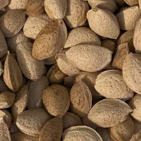 فروش بادام درختی|عمده‌فروشی|شیراز, قصرالدشت|دیوار