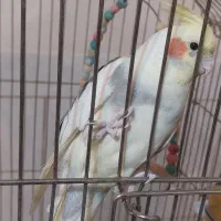 عروس هلندی|پرنده|نجف‌آباد, طالقانی|دیوار