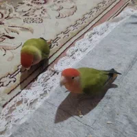 یه جفت طوطی کوتوله سخنگو|پرنده|مشهد, قائم|دیوار