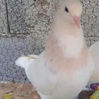 طوقی باخت دادم