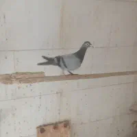 فروش چند عددجوجه و یک نر و ماده بالغ