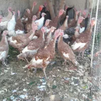 حراج فوری بوقلمون|حیوانات مزرعه|محمدیه-قزوین, |دیوار