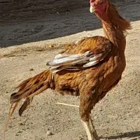 خروس لاری