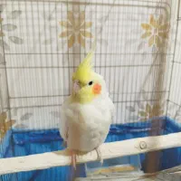عروس هلندی