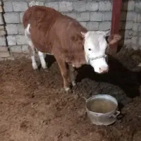 گوساله ماده سیمینتال
