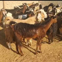 ۴۲راس بز ‌کهره دار و ابستن|حیوانات مزرعه|لامرد, |دیوار