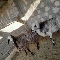 بره چاق نر
