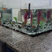 اکواریوم|ماهی|تاکستان, |دیوار