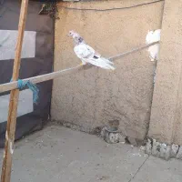 کفتر پرشی